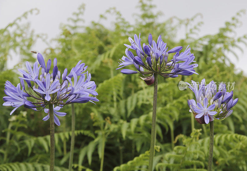 Agapanthus 花 (Agapanthsu Africanus)